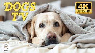 12 Hours of Anti-Anxiety Music for Dogs: TV for Dogs - Boredom Busting Videos with Calming Music