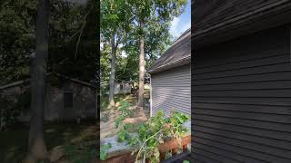 Saying Goodbye to the giant oak tree next to our house. #shorts #tree #trend