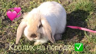 Первая прогулка декоративного кролика на поводке / Шлейка для кролика