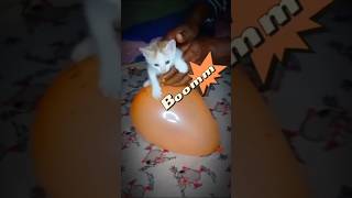 New Funny Animals Video | Funny Cat Video | Boom sound 😂 #shorts #cat