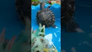 little turtle 🐢 #short #shorts #shortvideo #shortfund