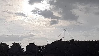 lluvia en pleno sol de jojutla