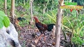 SUARA AYAM JAGO DI PAGI HARI