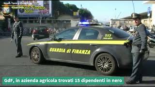 GdF, in azienda agricola trovati 15 dipendenti in nero