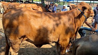 16500‼️ DORO SUPERR JUMBO KELAS KONTES || Pasar Sapi Tuban