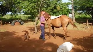 LA VIDA EN LOS CAMPOS DE CUBA