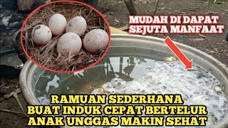 INDUK ENTOK DAN AYAM CEPAT BERTELUR || ANAK UNGGAS MAKIN SEHAT