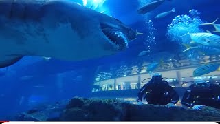 Exploring DUBAI Aquarium & Underwater ZOO||#dubaiaquariumandunderwaterzoo @Parinaazkhanworldvlogs