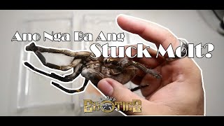 Ano Nga Ba Ang Stuck Molt? - Gorby Exotics Vlog 33