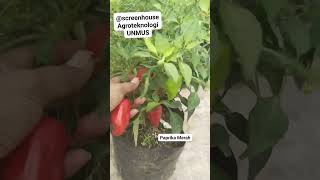 Rampok Paprika Merah!! Paprika Merah!! #viralkan #paprika #berkebundilahansempit #viralvideo