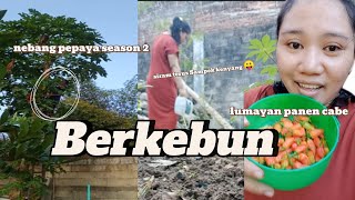 BERKEBUN 💚 PANEN CABE RAWIT☑️ PERHATIKAN LINGKARAN PUTIH