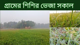 গ্রামের শিশির ভেজা সকাল | শিশির ভেজা টগর ফুল | Foggy morning in village