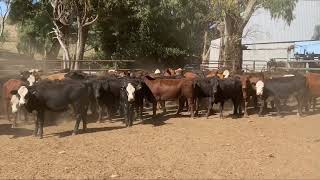 Canowie Cattle co - 92 heifers