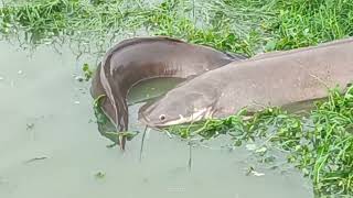 FULL VIDEO OF FROLICKING FISHES AT GHODASAR LAKE ,MUST WATCH AND MOST WATCHED.