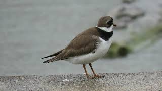 Semipalmated Plover