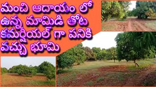 mango garden for sale|| land for sale|| Commercial land for sale|| Nellore land||Royal Real Estate||