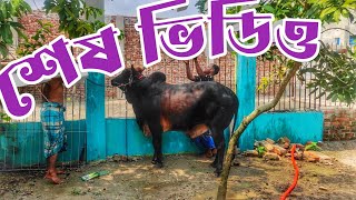 কুরবানি ২০২৪ ব্যাচের সব গরু একসাথে শেষবার || Purbasha Agro