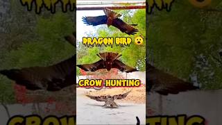 Crow story | Battle for survive eagle and Crow | crow video | #crow #thirstycrow