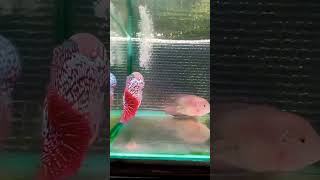 KING KAMFA FLOWERHORN#flowerhorn #feeding #shorts