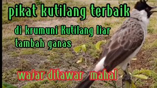 pikat kutilang terbaik dikrumuni kutilang liar tambah ganas