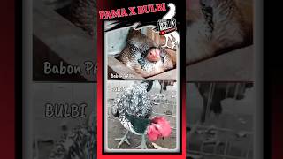 Pama X Bulbi #shorts #shortvideo #shortsviral #ayampama #ayambulbi #ayammodern #serbatutorial78