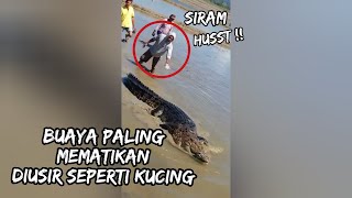 cara mengusir buaya liar ala warga +62 | menit 1:33 lebih berani 😂