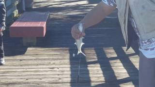 Fishing Smelt San Francisco Bay in January 2017