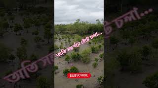 🔥 সুন্দরবন ইলিশ উৎসব 🔥🤤🐟 #food #sundarban #sorts #viralshorts