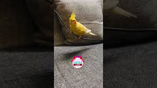 My Buddy ❤️Swing  play 🦜❤️❤️#cockatiel #shorts #short