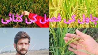 Rice corp harvested| village life in Pakistan| kabeer anjum vlog