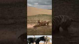 Tiger Vs Dog Fight Video #shorts #tiger #dog #tigervsdog