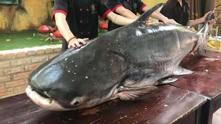 Check Out The Huge Size Fish Cutting Weighing 130 Kg | Large Fish Cutting Skills | Fish Cutting