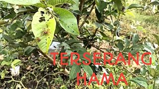 Jambu kristal Terserang hama daun..