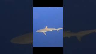 Shark week 2024 (Shark cage encounter Hawaii)