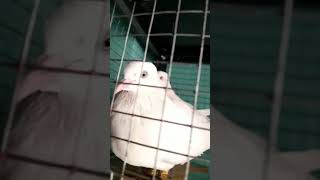 white pigeons#shorts#youtubeshorts#petlovers#pets#naturelovers#pigeonlovers