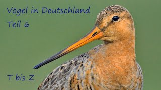 Vögel in Deutschland_T bis Z_ Bildershow