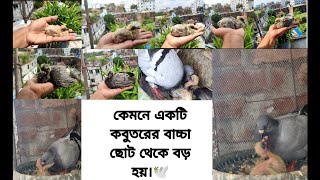 How a baby pigeon grows from small to big. /কেমনে একটি কবুতরের বাচ্চা ছোট থেকে বড়।