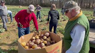 Foodbank Gleans a Farm