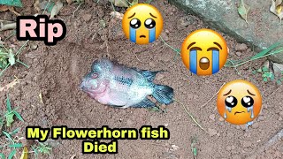 My Flowerhorn fish Died | Aquapets & Farm