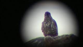 Jaktfalk/Gyrfalcon.