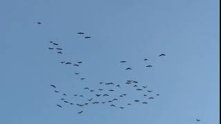 Sandhill Cranes