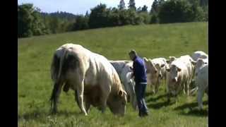 World Charolais Congress 2012