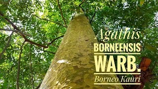 Agathis borneensis Warb.