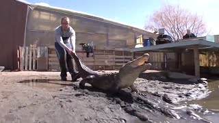 The World's Only Alligator Wrestling Class At Colorado Gators (Full Video: 56 Minutes)