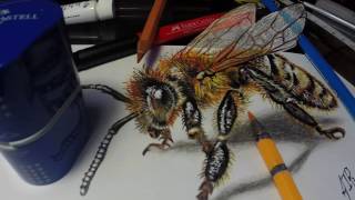 I got a bee on my desk