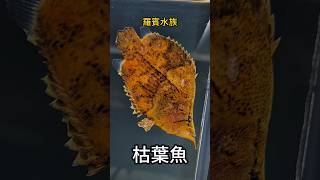 枯葉 魚 傻傻分不清