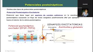 Potenciales postsináptico excitador e inhibidos