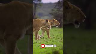 Pair of Lionesses Walking Together