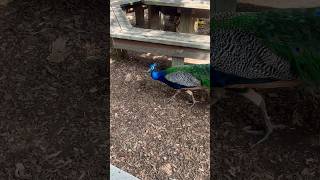 #cute #peacock #beautiful #birds #pleasesubscribe #wildanimals #wildlife #shorts #peacockdance