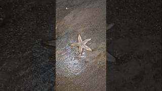 Star Fish 😍 #sea #shorts #starfish